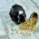 Oxbow Guinea Pig Food
