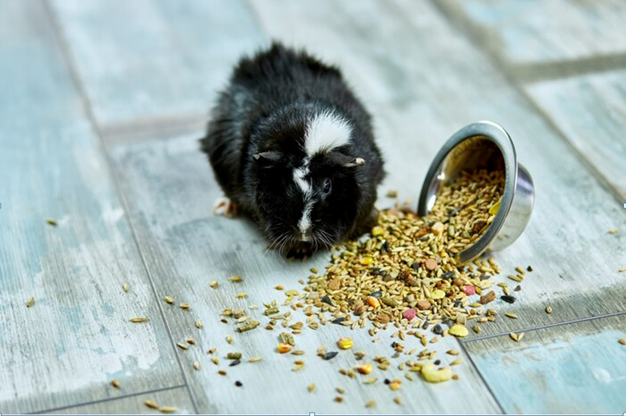 Oxbow Guinea Pig Food
